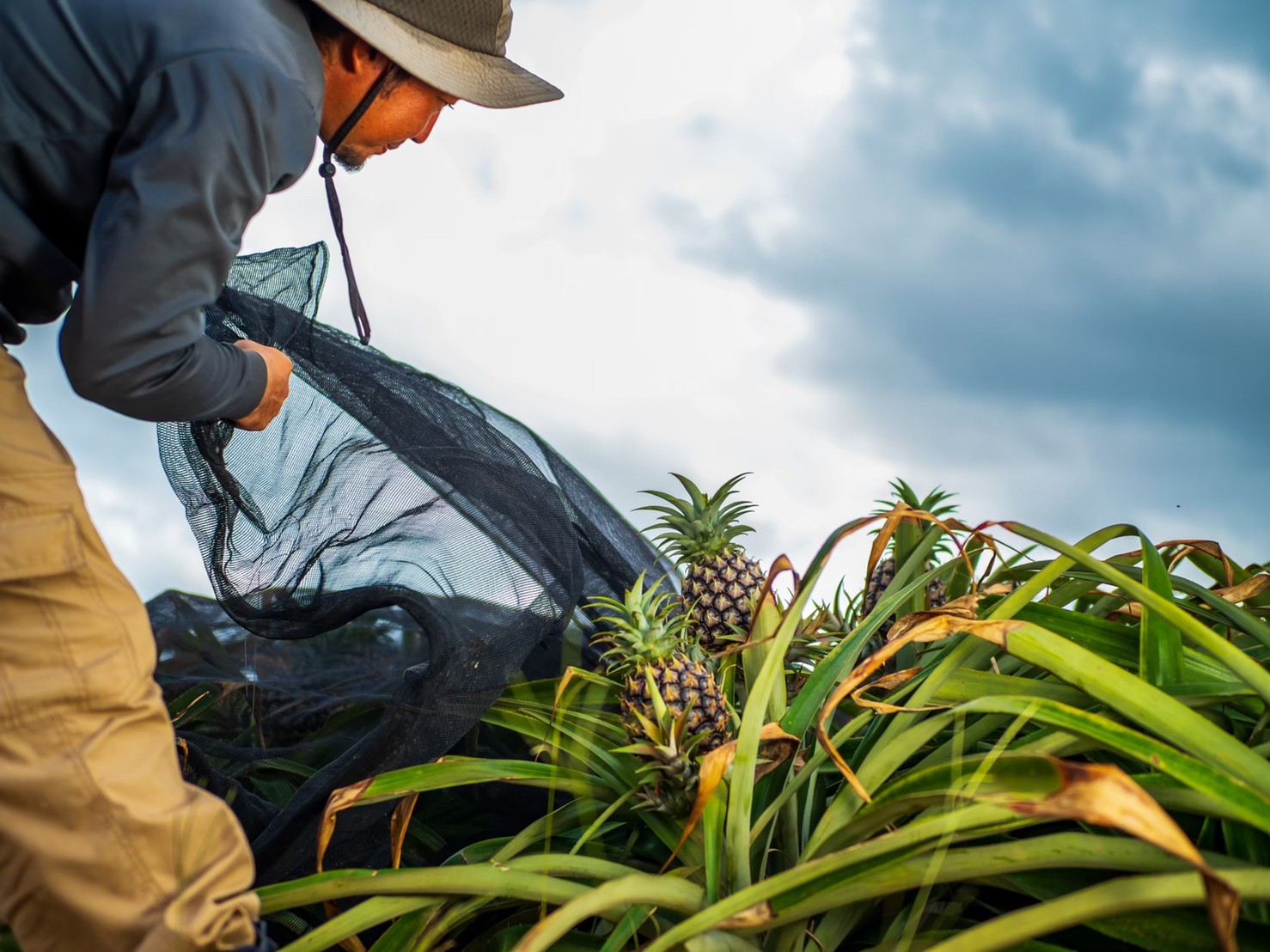 パイナップル栽培の様子