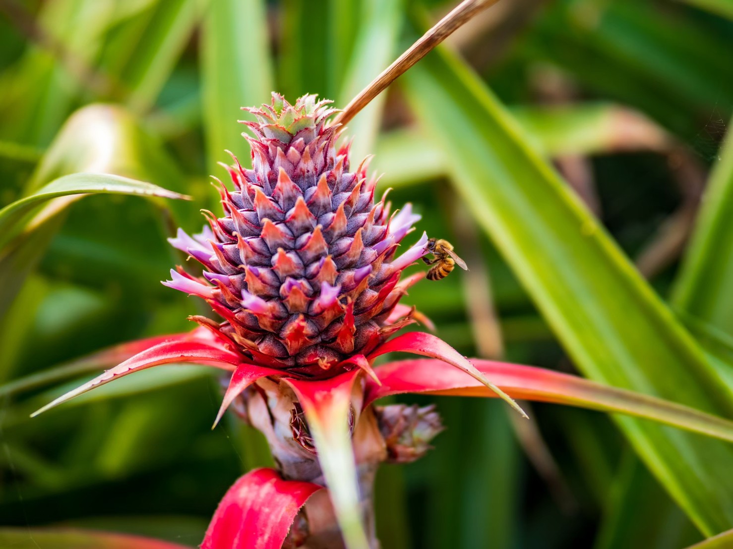 パイナップルの花に蜂が来ている様子