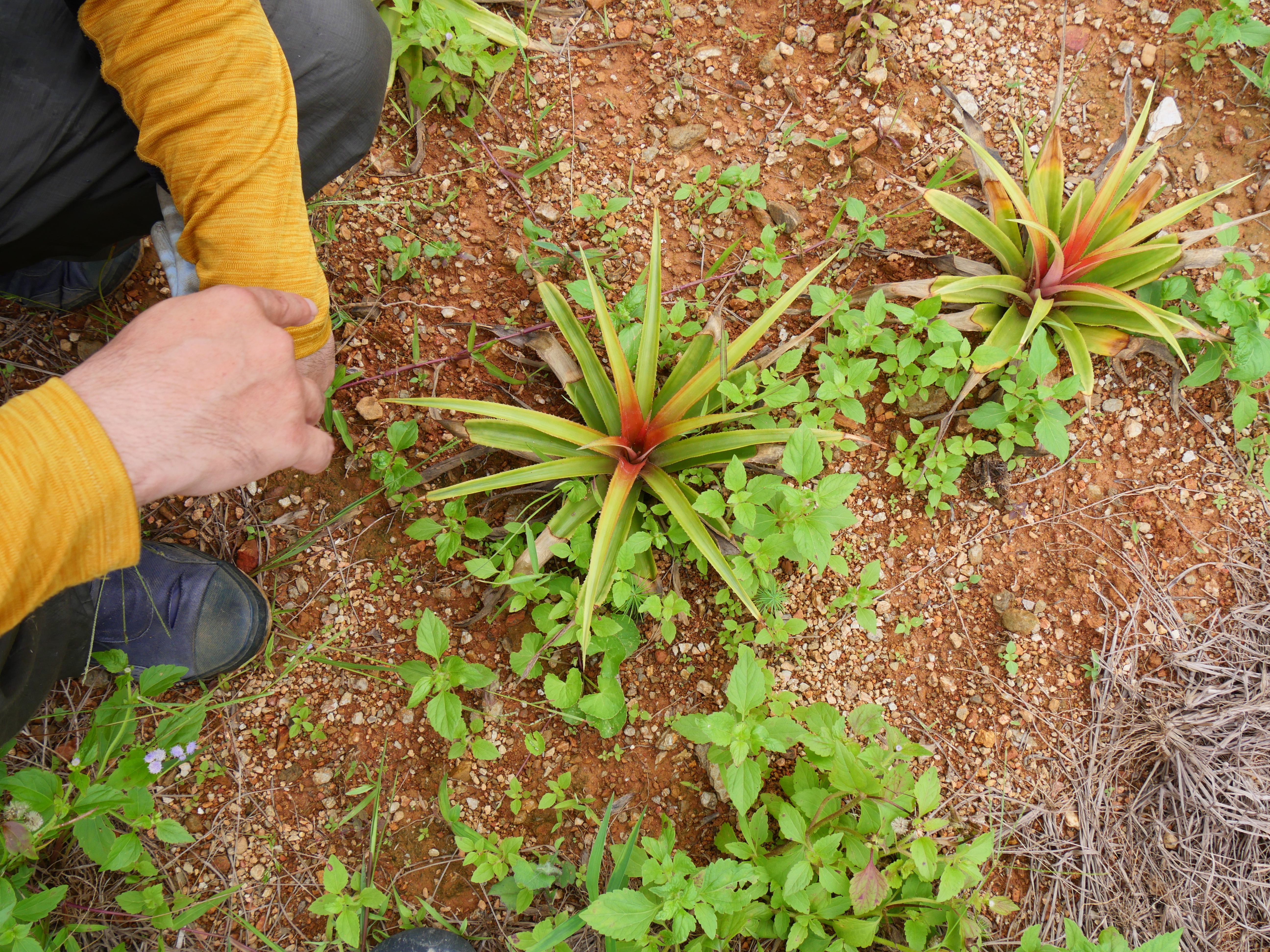 土づくりの様子