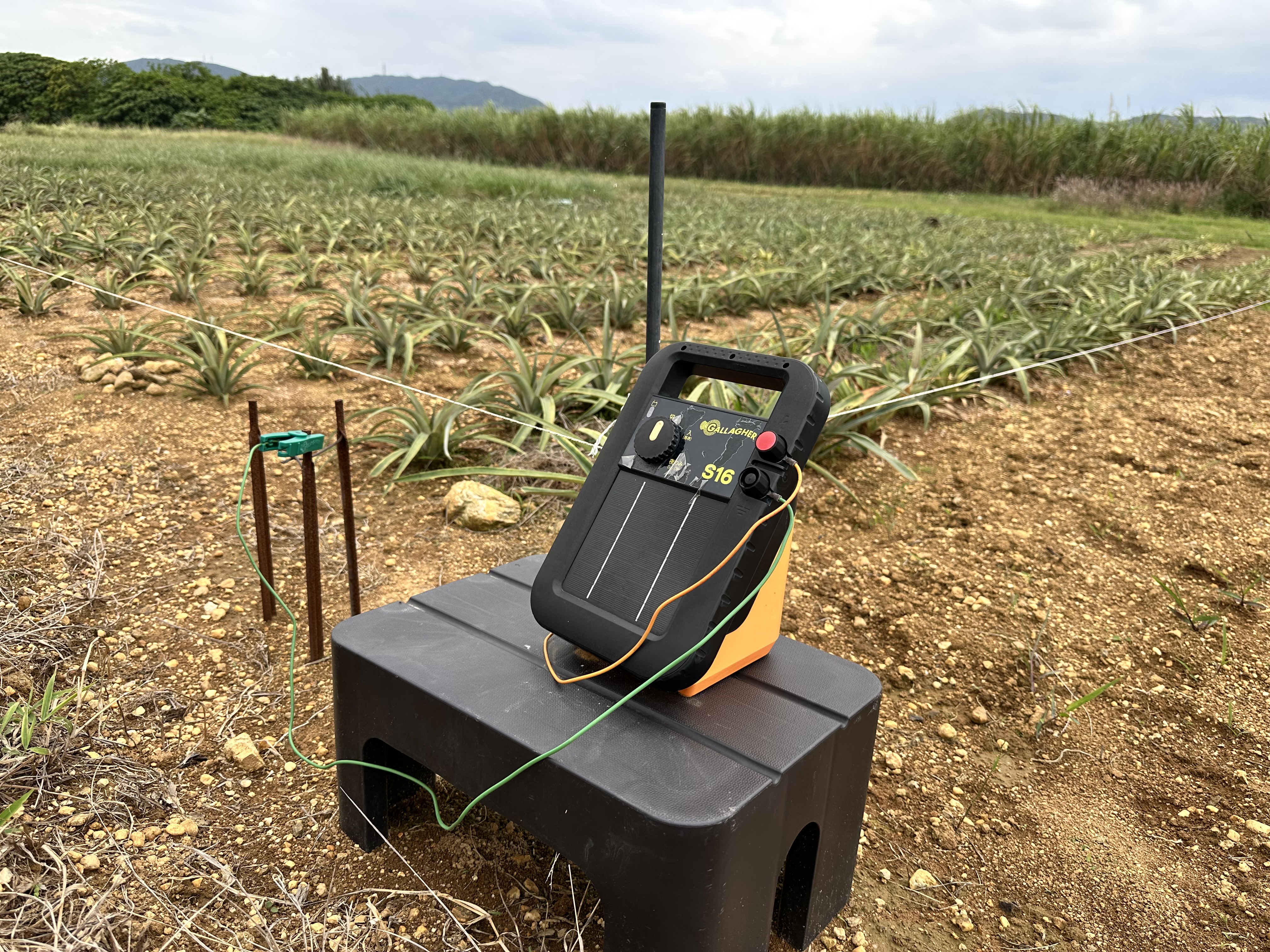 パイナップル畑の現在の様子