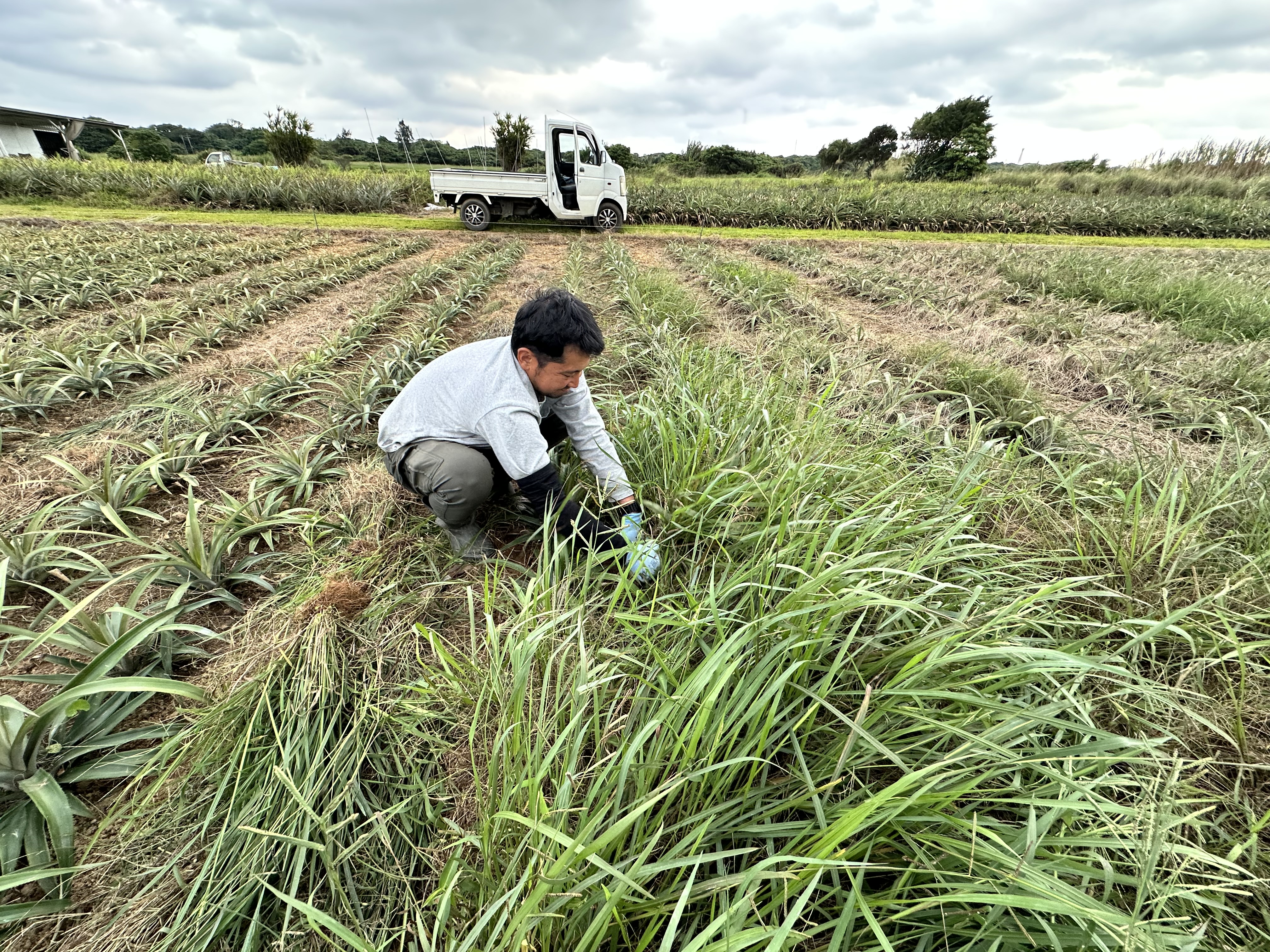 セイモリファームのパイナップル畑