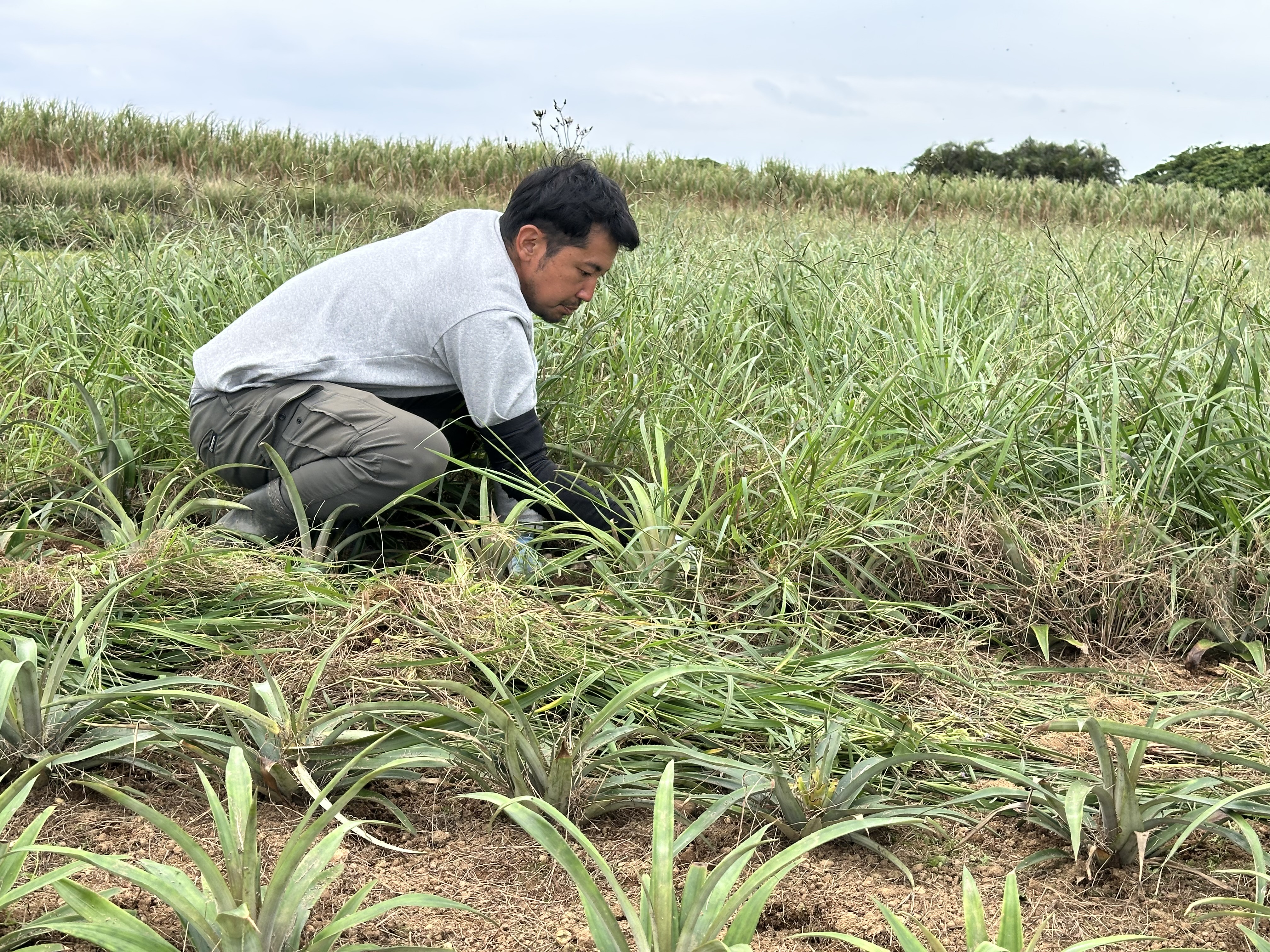 草刈り作業の様子