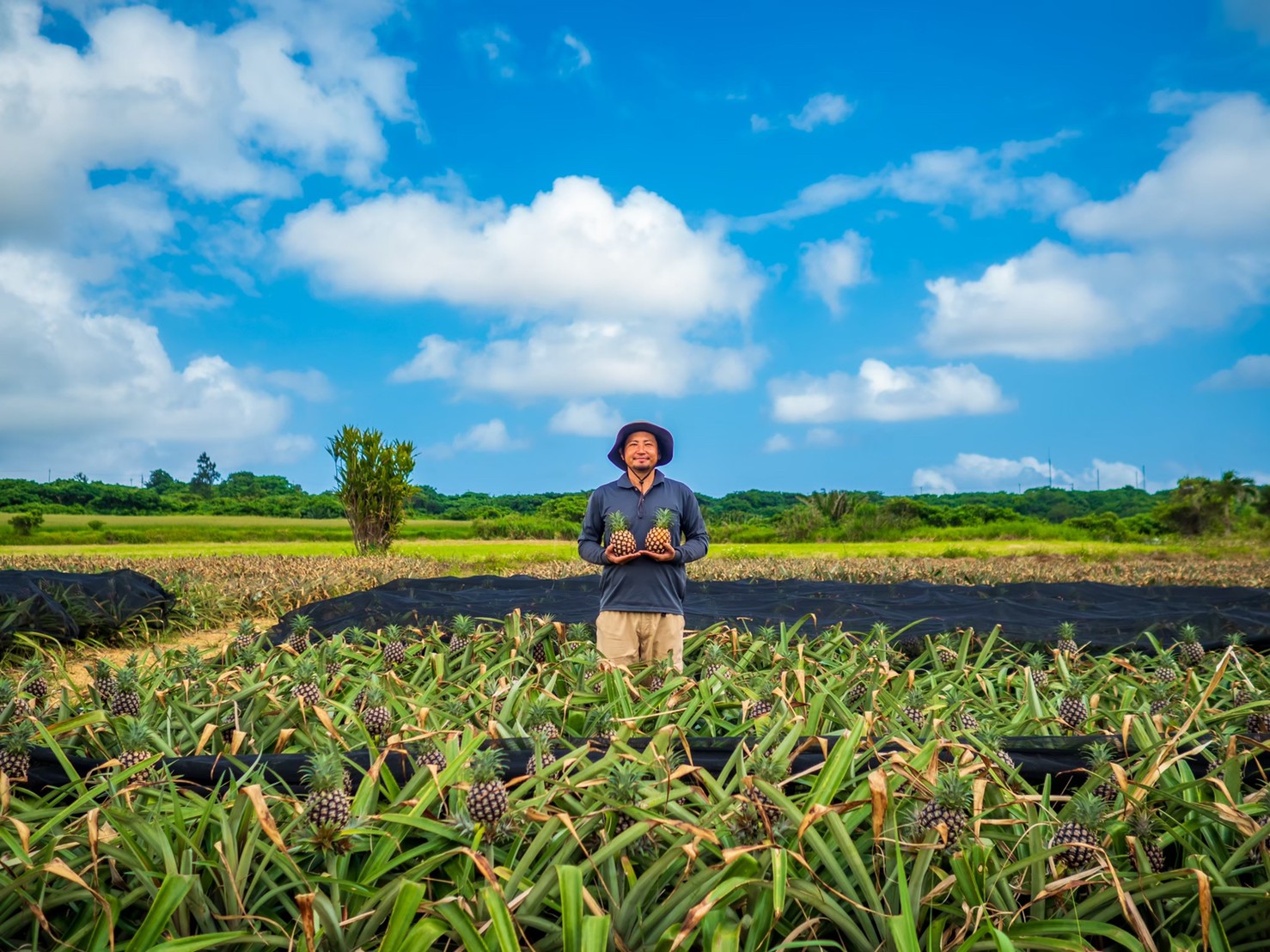 パイナップル畑