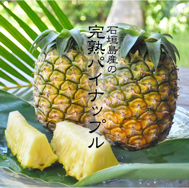 ジュワリーパイン 2玉入