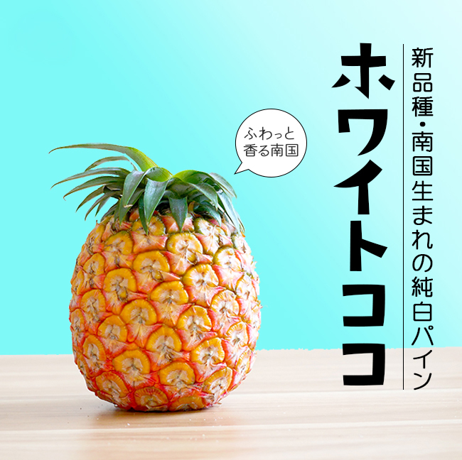 ホワイトココ 大玉2玉入