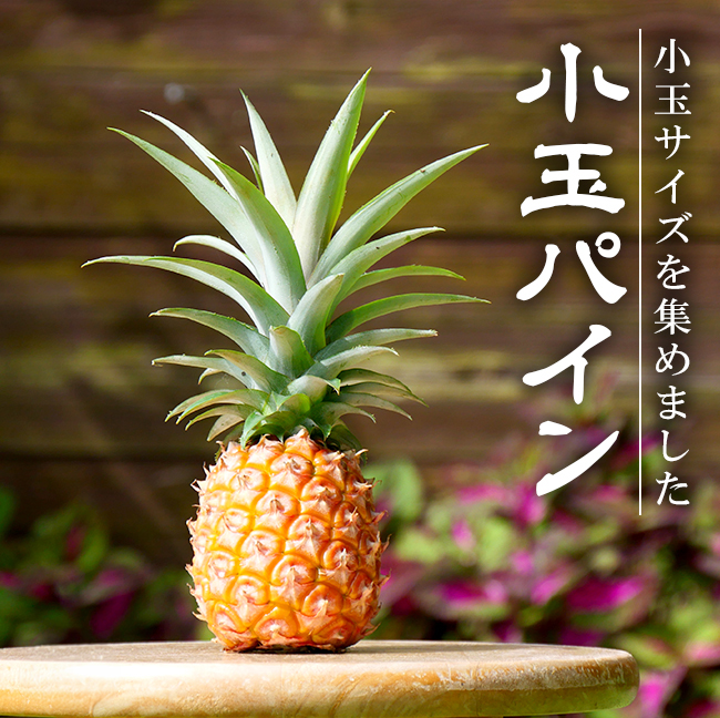 小玉パイン 5〜7玉入